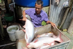 sap dien ra le hoi ca tra dau tien o viet nam