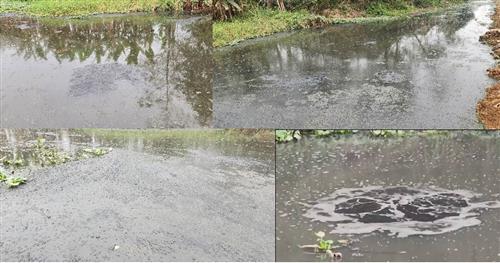 Phúc Thọ (Hà Nội): Dân “khóc ròng” vì quanh năm ngửi mùi hôi thối từ những trại lợn