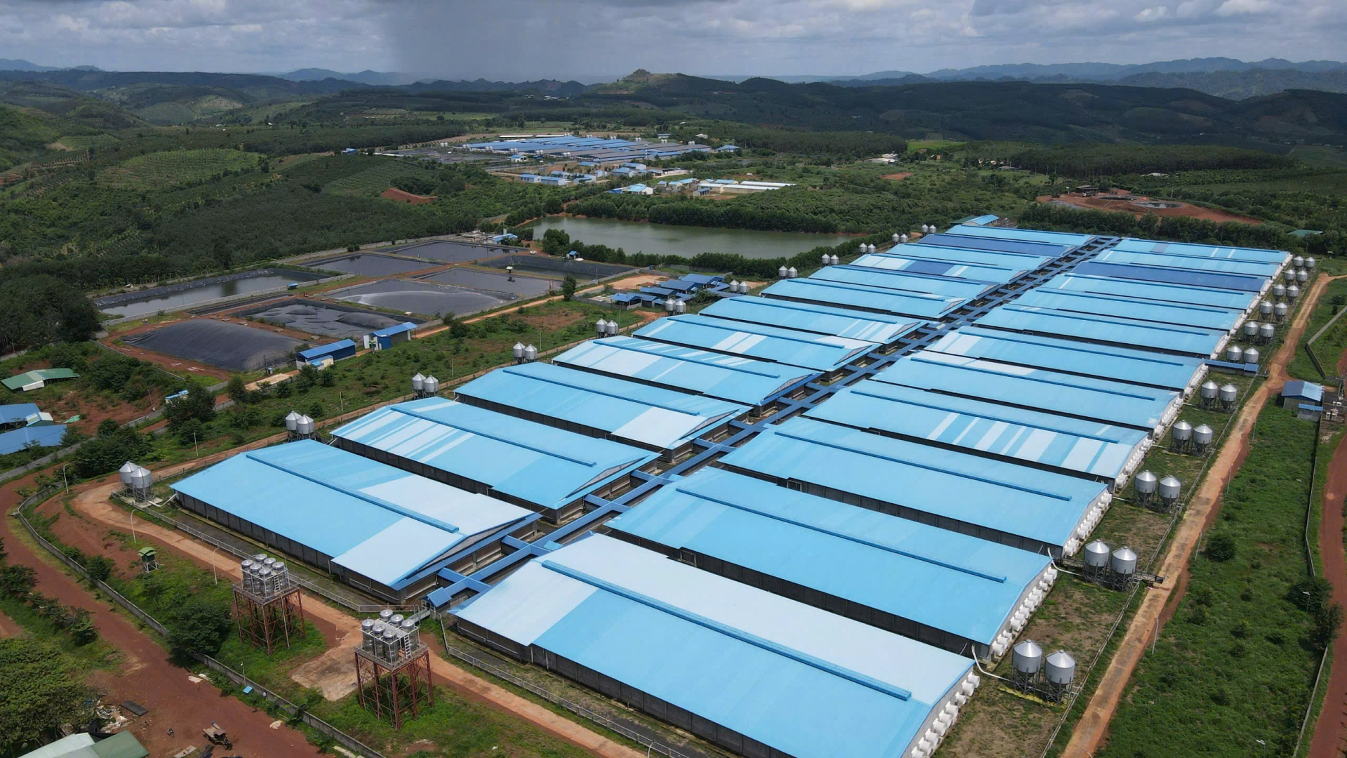 Trại nuôi heo quy mô lớn của Công ty TNHH chăn nuôi Khang Thọ gây ô nhiễm môi trường