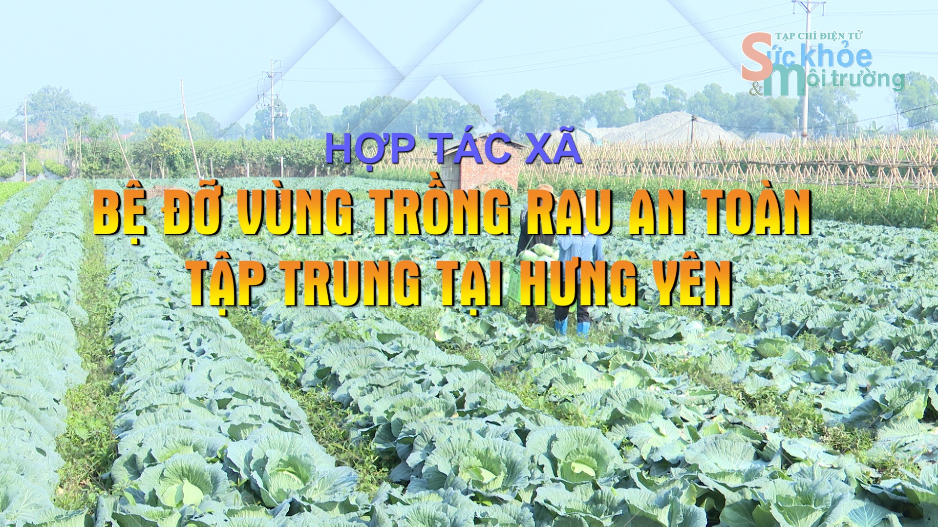 hop tac xa be do vung trong rau an toan tap trung tai hung yen