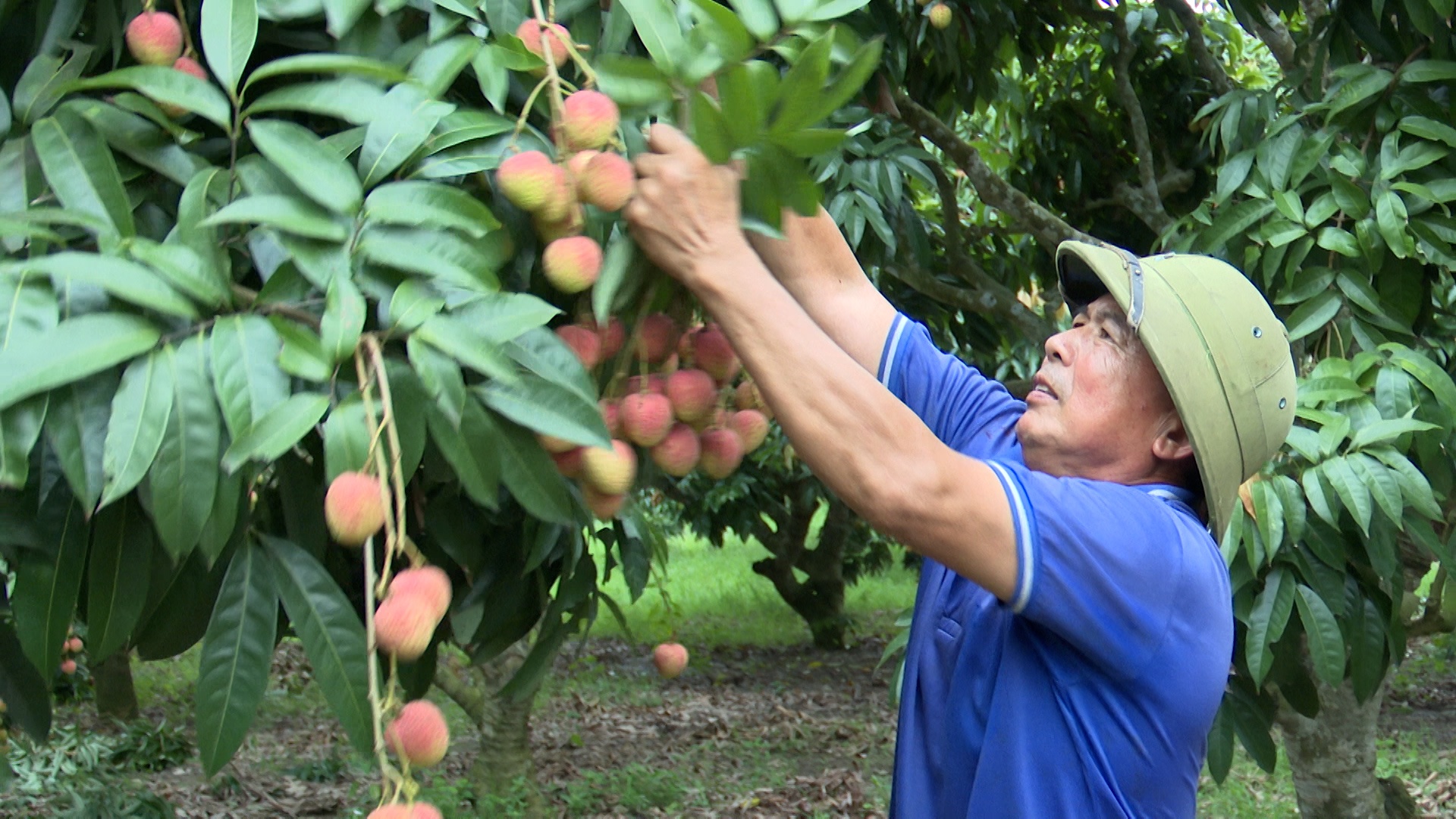 Nâng cao hơn nữa giá trị vải thiều chín sớm Tân Yên